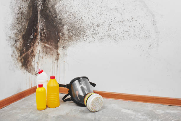 Best Local Mold Removal Service  in Knoxville, IA