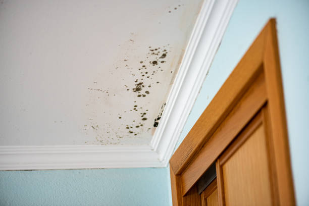 Best Residential Mold Removal  in Knoxville, IA