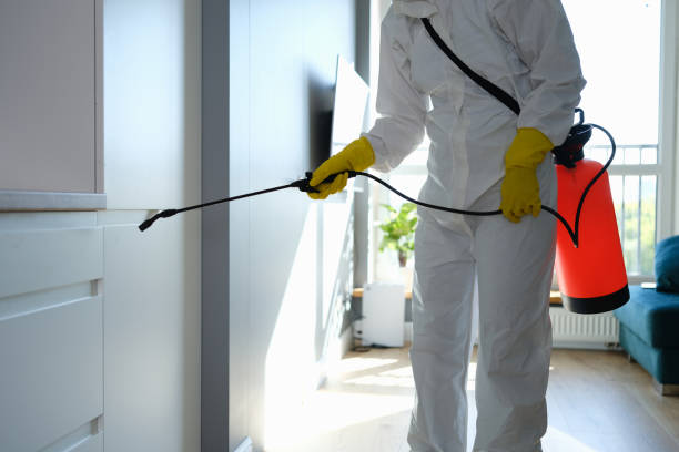 Best Affordable Mold Removal  in Knoxville, IA