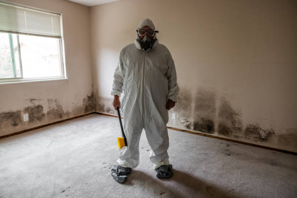 Best Attic Mold Removal  in Knoxville, IA