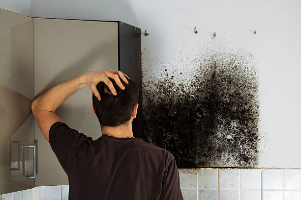 Reliable Knoxville, IA Mold Removal Solutions