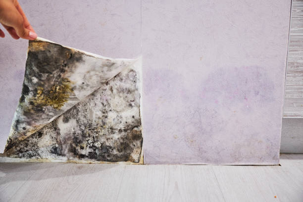 Mold Testing and Removal in Knoxville, IA